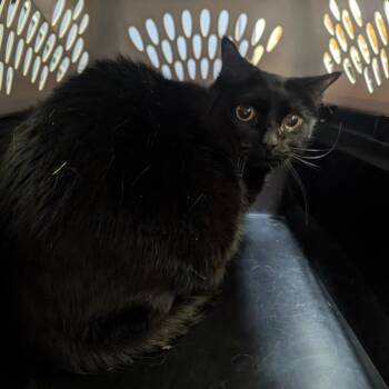 Domestic Short Hair Cats Available for Adoption in Charlottesville, Virginia - Vivian | PetCurious