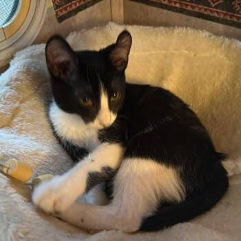 Rescue Domestic Short Hair Cats for Adoption in Hackett, Arkansas - Mickey | PetCurious