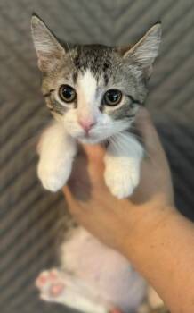 Rescue Domestic Short Hair Cats for Adoption in Shell Lake, Wisconsin - Estelle | PetCurious