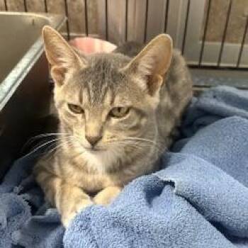 Domestic Short Hair Cats Available for Adoption in Grinnell, Iowa - Dale | PetCurious