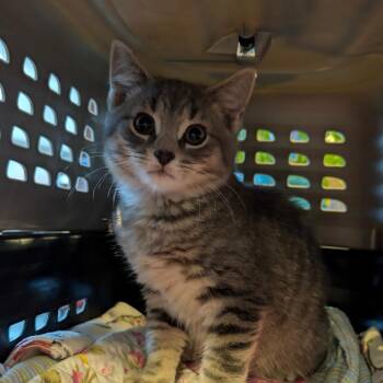 Archie -  Domestic Short Hair Cat for Adoption in Wilmington, Delaware - Archie | PetCurious