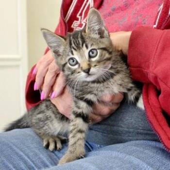 Geoffrey -  Domestic Short Hair Cat for Adoption in Birmingham, Alabama - Geoffrey | PetCurious