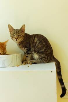 Domestic Short Hair Cats Available for Adoption in Urbana, Ohio - Angus | PetCurious