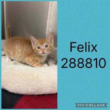 FELIX -  Domestic Short Hair Cat for Adoption in Macon, Georgia - FELIX | PetCurious