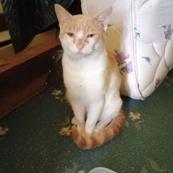 Rescue Domestic Short Hair Cats for Adoption in Madison, Wisconsin - Franz | PetCurious