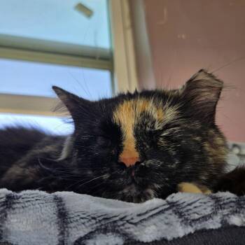 Matilda -  Domestic Long Hair Cat for Adoption in Liverpool, Texas - Matilda | PetCurious