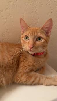 Domestic Short Hair Cats Available for Adoption - Mimosa | PetCurious