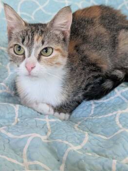 Calico and Domestic Short Hair Cats Available for Adoption - Cindy Lou Who | PetCurious