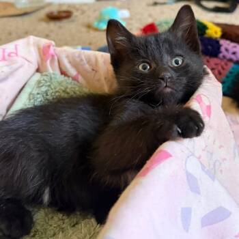 Rescue Domestic Short Hair Cats for Adoption in Monroe, Michigan - Salem | PetCurious