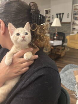 Rescue Domestic Short Hair Cats for Adoption in Camden, South Carolina - Loss Purrvention (Available For Pre-adoption) | PetCurious