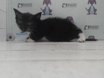 FRITO -  Domestic Short Hair Cat for Adoption in Orlando, Florida - FRITO | PetCurious
