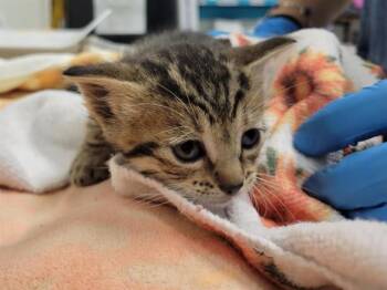 Domestic Short Hair Cats Available for Adoption in Palo Alto, California - ZIPPER | PetCurious