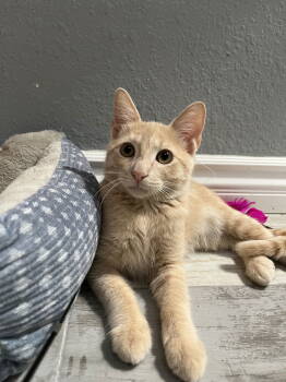 Rescue Domestic Short Hair Cats for Adoption in Chandler, Arizona - Kyo (bonded To Yuki) | PetCurious
