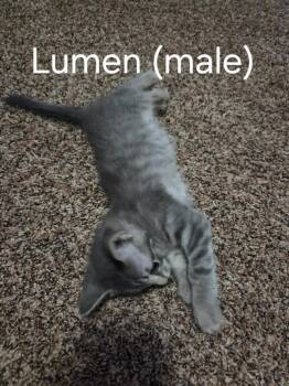 Lumen -  Domestic Short Hair Cat for Adoption in Shawnee, Oklahoma - Lumen | PetCurious