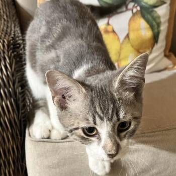 Orion -  Domestic Short Hair Cat for Adoption in Granville, Ohio - Orion | PetCurious