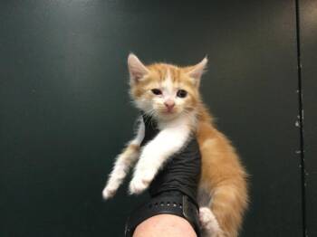 Domestic Short Hair Cats Available for Adoption in Thousand Palms, California - ALPHA | PetCurious