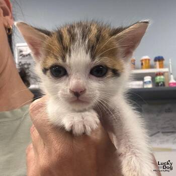 Domestic Short Hair Cats Available for Adoption in Washington, District Of Columbia - Tigger | PetCurious