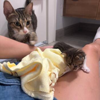 Miami -  Domestic Short Hair Cat for Adoption in Philadelphia, Pennsylvania - Miami | PetCurious
