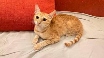Ruby -  Domestic Short Hair Cat for Adoption in Lunenburg, Massachusetts - Ruby | PetCurious