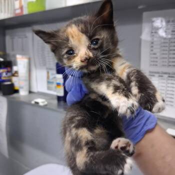 Evergreen @ Azalea Square PetSmart -  Domestic Short Hair Cat for Adoption in Summerville, South Carolina - Evergreen @ Azalea Square PetSmart | PetCurious