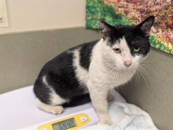 Domestic Short Hair Cats Available for Adoption in Moreno Valley, California - A550009 | PetCurious