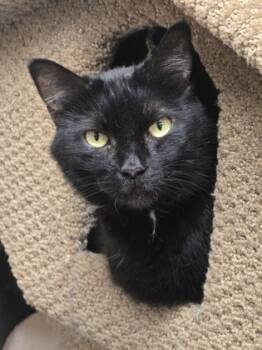 Rescue Domestic Short Hair Cats for Adoption in Roseville, California - Gertie | PetCurious