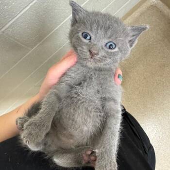 Domestic Short Hair Cats Available for Adoption in South Elgin, Illinois - Forrest | PetCurious