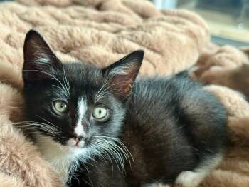 Tippy -  Domestic Short Hair Cat for Adoption in Orlando, Florida - Tippy | PetCurious