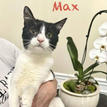 Domestic Short Hair Cats Available for Adoption in Reston, Virginia - Max | PetCurious