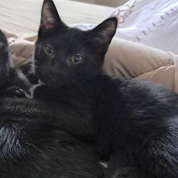 Domestic Short Hair Cats Available for Adoption in West Mifflin, Pennsylvania - Dheer | PetCurious