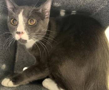 Domestic Short Hair Cats Available for Adoption in Daytona Beach, Florida - Tito | PetCurious