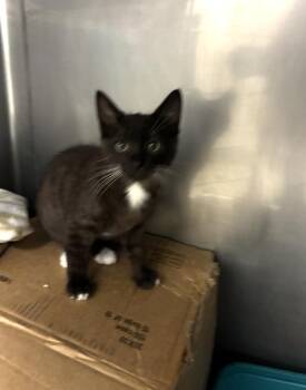 Toes -  Domestic Medium Hair Cat for Adoption in Davis, California - Toes | PetCurious