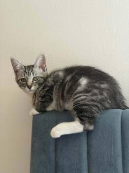 Cumin -  Tabby and Domestic Short Hair Cat for Adoption in Gladstone, Oregon - Cumin | PetCurious