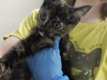 CASEY BECKER -  Domestic Short Hair Cat for Adoption in Omaha, Nebraska - CASEY BECKER | PetCurious