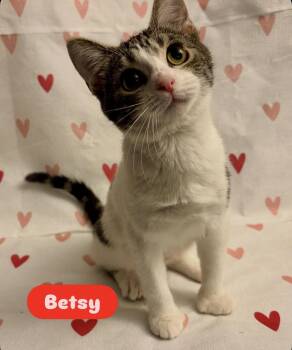 Domestic Short Hair Cats Available for Adoption - Betsy | PetCurious