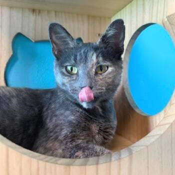 Domestic Short Hair Cats Available for Adoption in Edwardsville, Illinois - Broadway | PetCurious