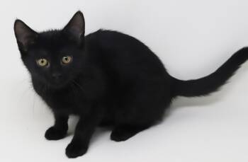 Bombay Cats Available for Adoption in Bedford Hills, New York - Spring Has Sprung! She Is A Licorice Flower! | PetCurious