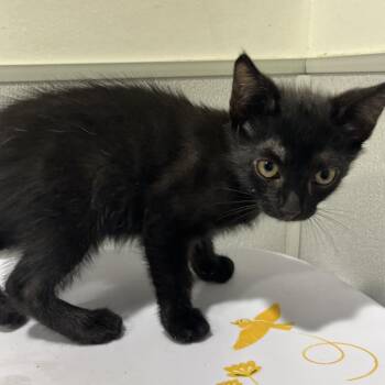 Domestic Short Hair Cats Available for Adoption in Clearwater, Florida - Jayden | PetCurious