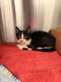 Waldo -  Domestic Short Hair Cat Available for Adoption in Daphne, Alabama - Waldo | PetCurious