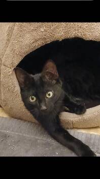 Rescue Domestic Short Hair Cats for Adoption in Omaha, Nebraska - Tali | PetCurious