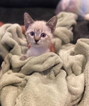 Rescue Siamese Cats for Adoption in Andover, Minnesota - Koya- Must Be Adopted With Opal | PetCurious