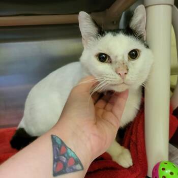 JJ -  Domestic Short Hair Cat for Adoption in Columbia, Missouri - JJ | PetCurious