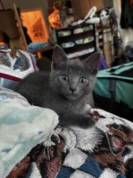 Domestic Short Hair Cats Available for Adoption in Louisville, Kentucky - UBE | PetCurious