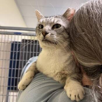 Vinny -  Domestic Short Hair Cat for Adoption in Richmond, Virginia - Vinny | PetCurious