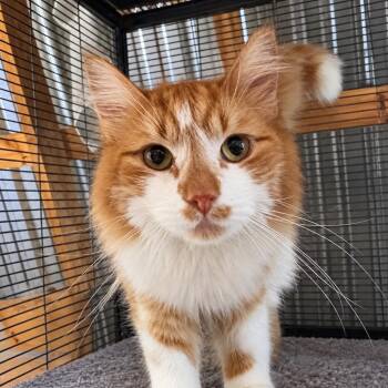 Ladder -  Domestic Long Hair Cat for Adoption in Gorham, Maine - Ladder | PetCurious