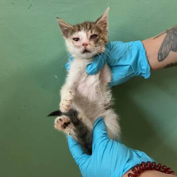 IVHS-Stray-139019_3 -  Domestic Short Hair Cat for Adoption in San Gabriel, California - IVHS-Stray-139019_3 | PetCurious