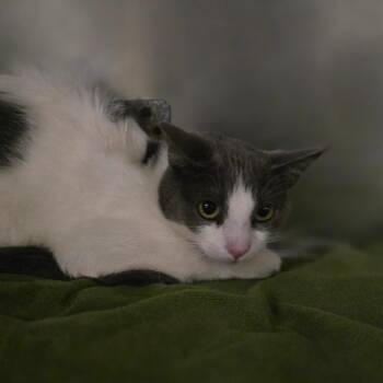 Domestic Short Hair Cats Available for Adoption - Aurora | PetCurious