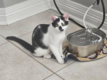 Zucchini -  Domestic Short Hair Cat for Adoption in Holmdel, New Jersey - Zucchini | PetCurious