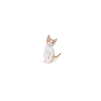 Domestic Short Hair Cats Available for Adoption in Los Angeles, California - Abazaba Candybar | PetCurious