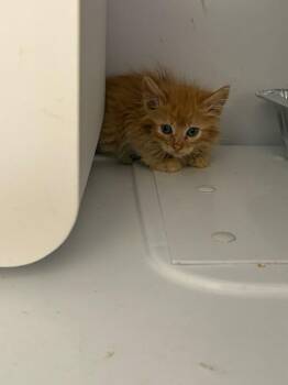 Silver City -  Domestic Short Hair Cat for Adoption in Fort Collins, Colorado - Silver City | PetCurious